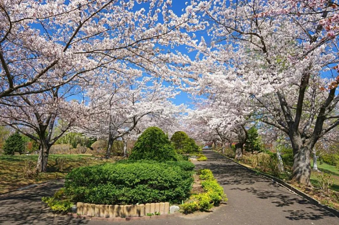 2023日本樱花预计开花的时间,2023年日本樱花总结