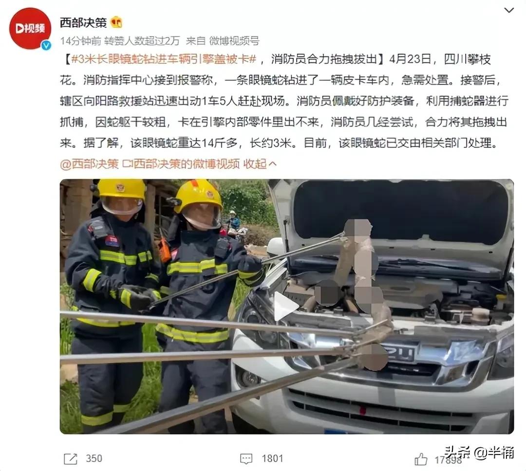 蛇出没的地方怎样预防,野外遇到蛇注意事项