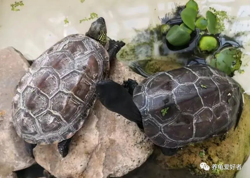 养龟必须要有晒台吗,养龟的晒台最好用什么