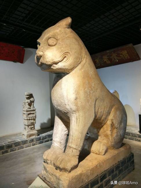 金钱豹动物科普介绍,金钱豹科普