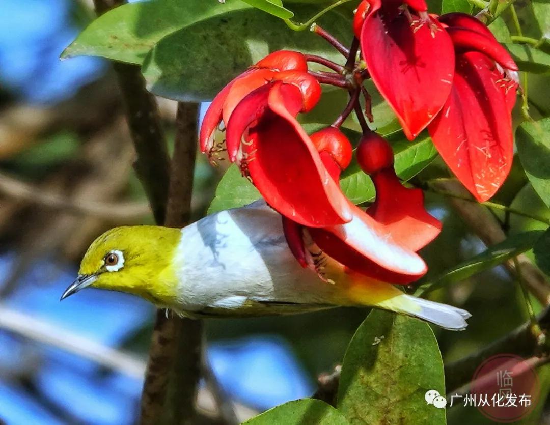 从化区宜居环境,广州市从化区绿色家园