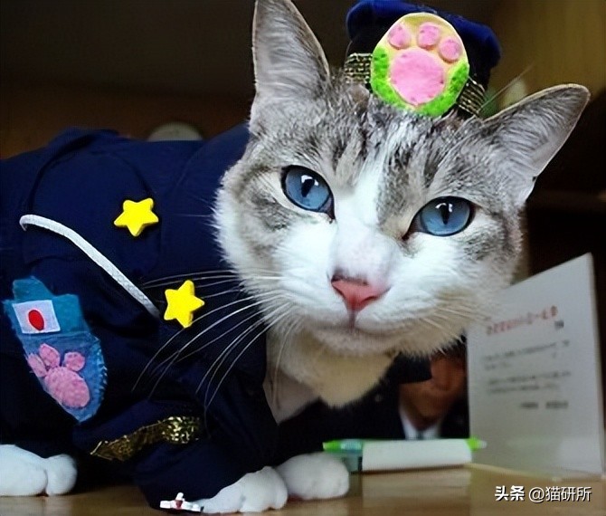 盘点那些有铁头功的猫咪 (盘点世界上那些有编制的猫咪)