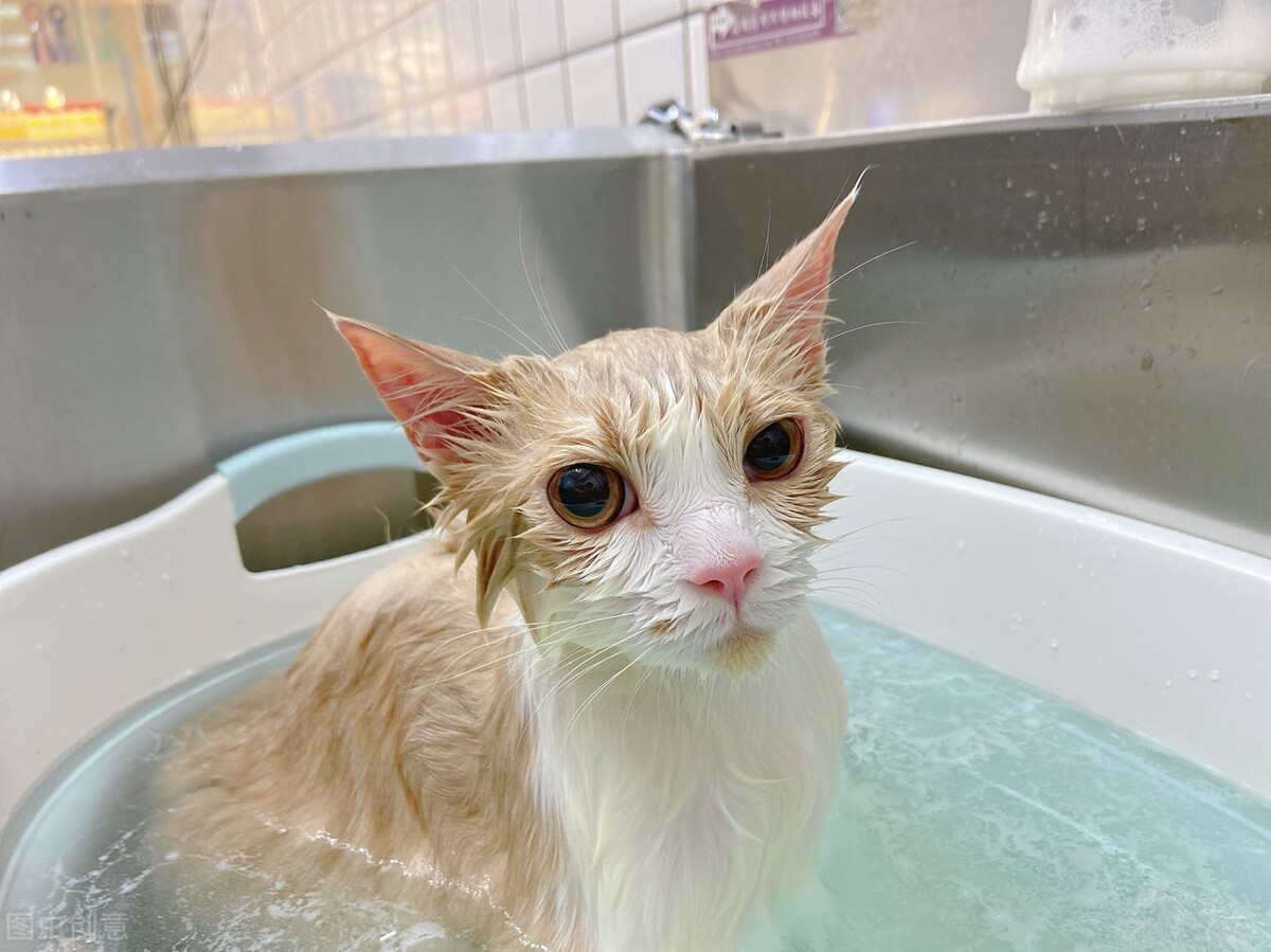 猫癣传染人的症状和治疗,猫癣治疗一般花费多少钱