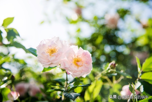 生如夏花灿烂的时候,生如夏花绚烂绽放歌曲视频