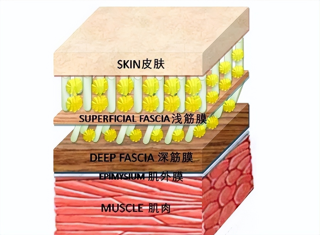 筋膜枪的危害和副作用,电筋膜枪有什么副作用