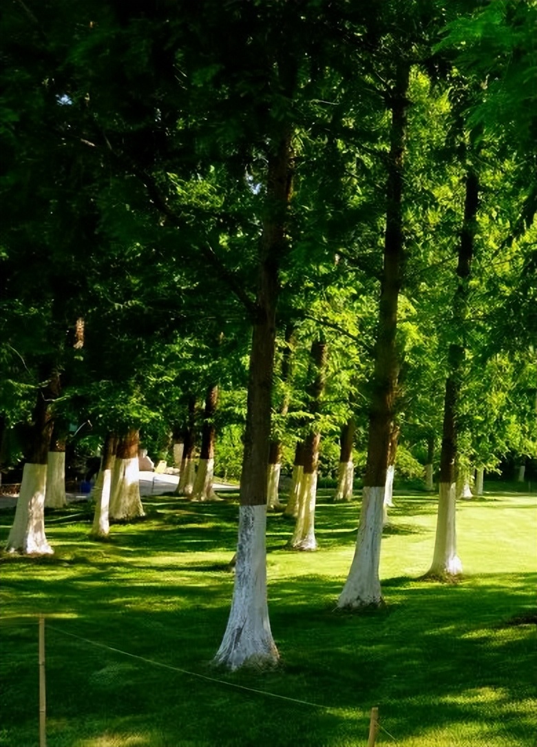 美！青山绿水间，留下一抹齐鲁红！