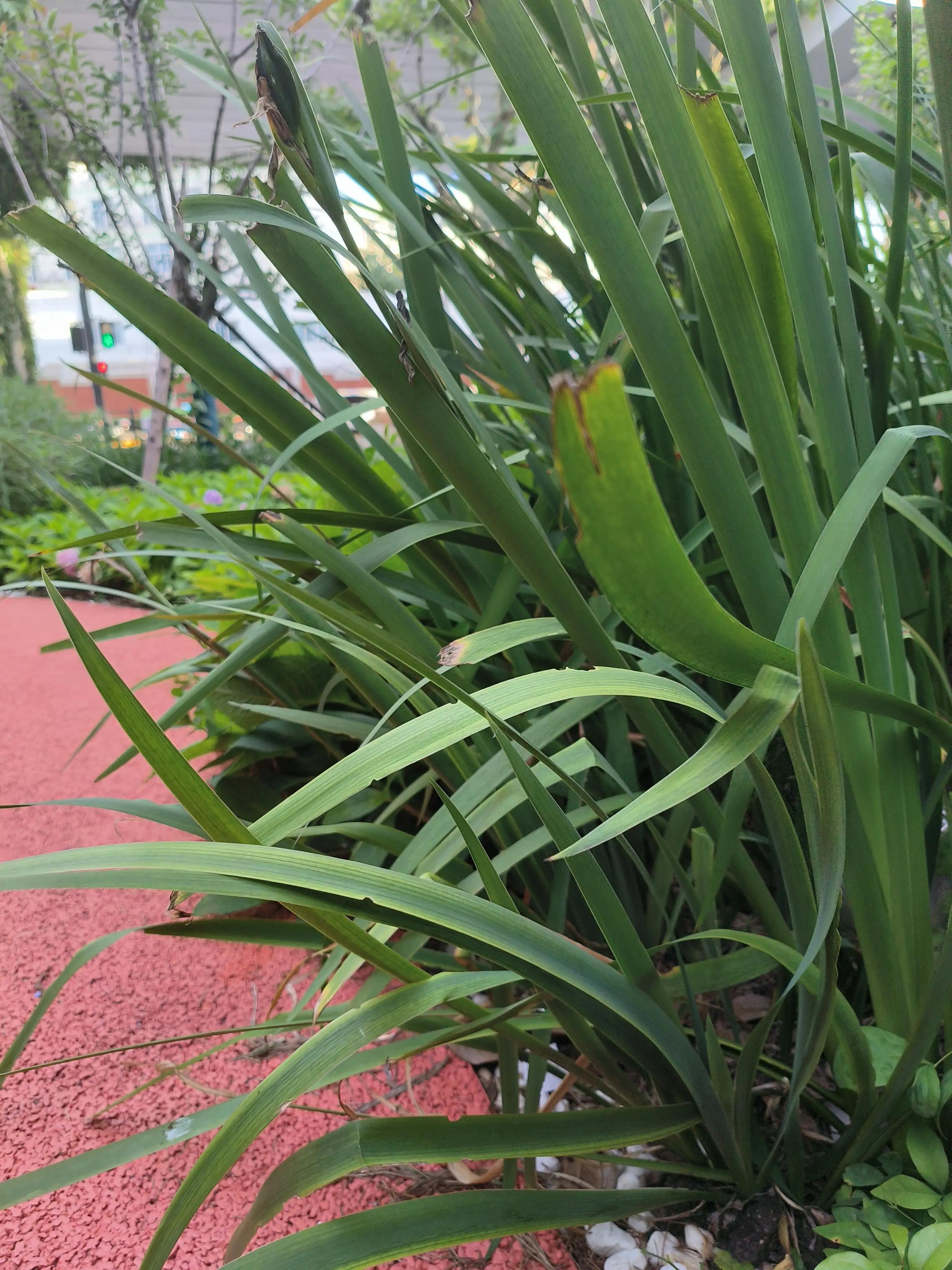 夏日花草别样美,美丽的花草合集