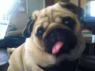 巴哥犬后腿无力是什么原因,巴哥犬不吃东西是怎么回事