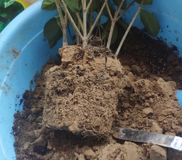 盆土粘稠能少浇水吗,盆土硬如石用什么泡水