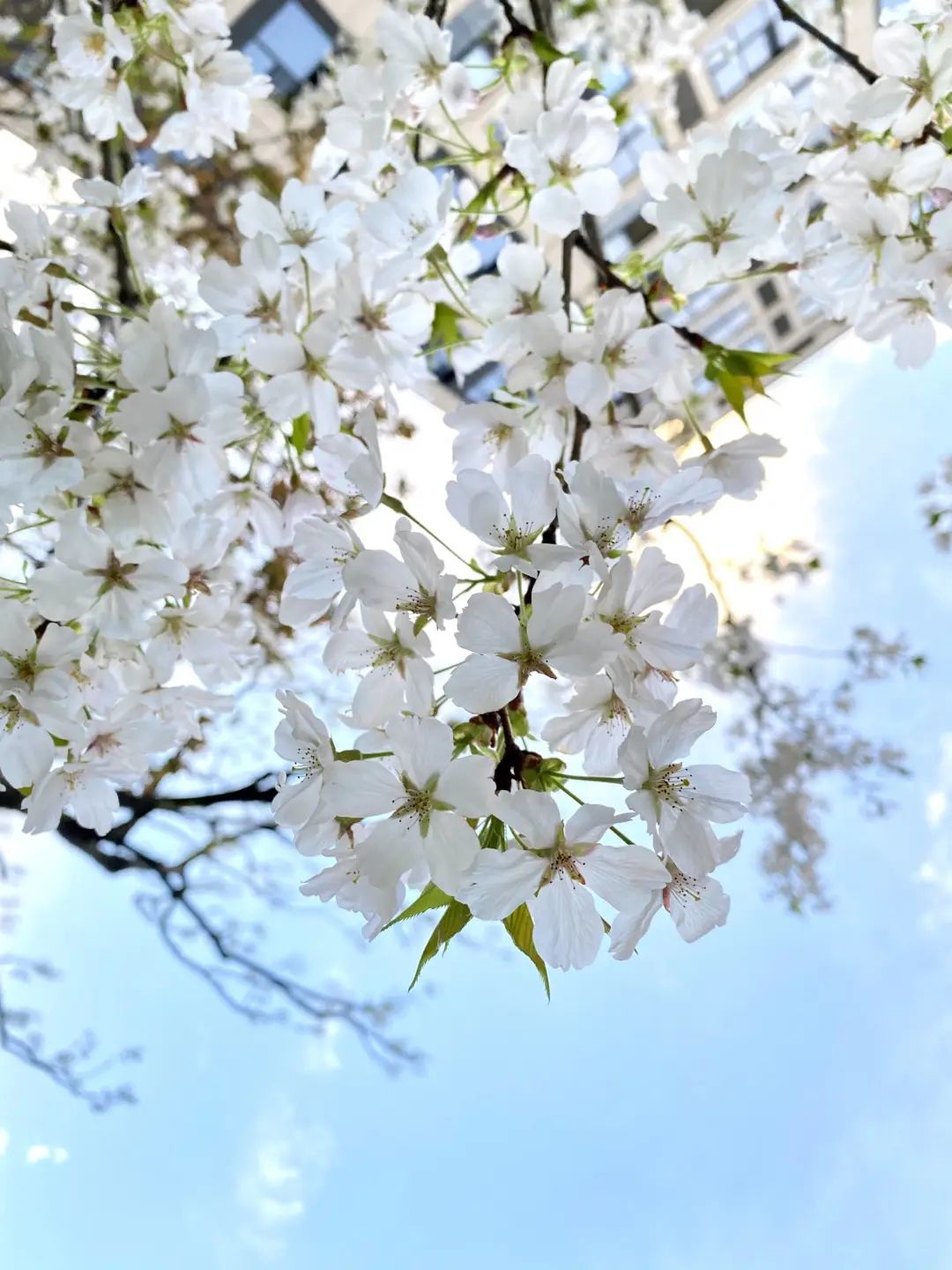 错过了一个秋天,错过了一个春秋