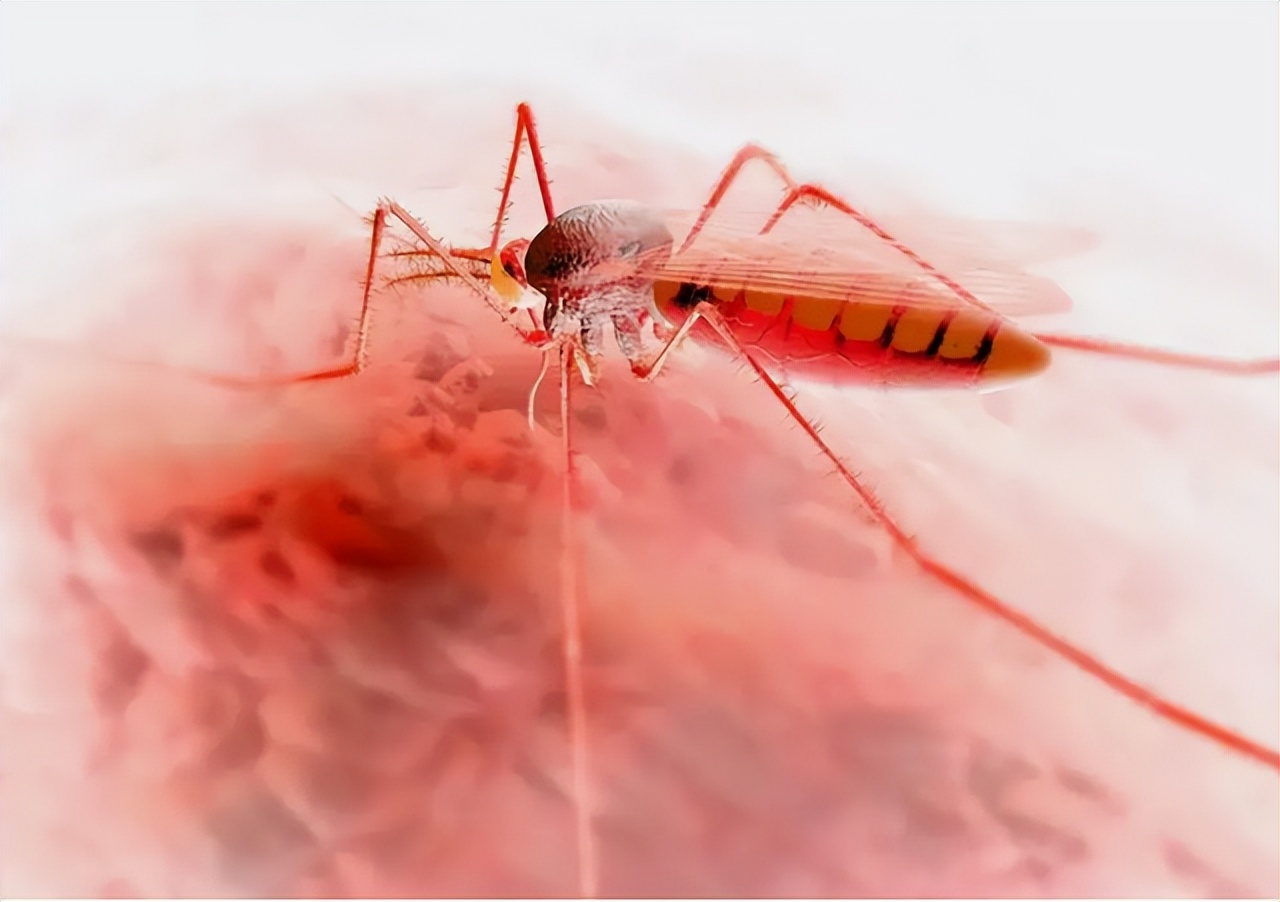 蚊子吸的血会传染艾滋病吗,蚊子叮咬艾滋病人后再叮咬正常人