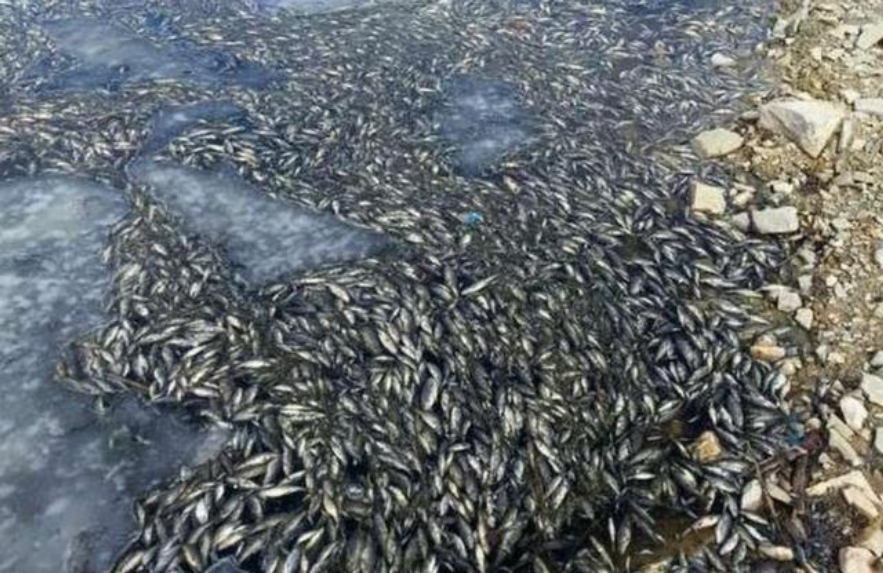 河马粪便致上万条鱼死亡,河马被粪便憋死