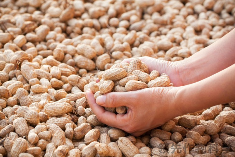 花生种植生长初期死苗是什么病,花生烂头果腐用什么方法补救