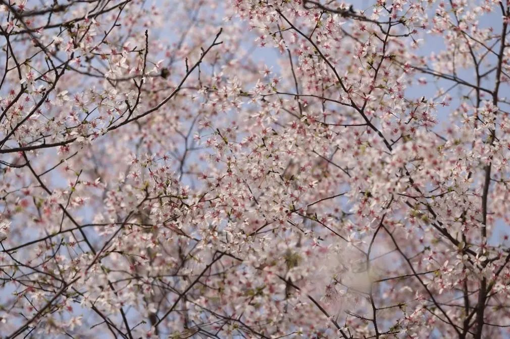 樱桃会有农药吗,大樱桃是打了农药才那么大的吗