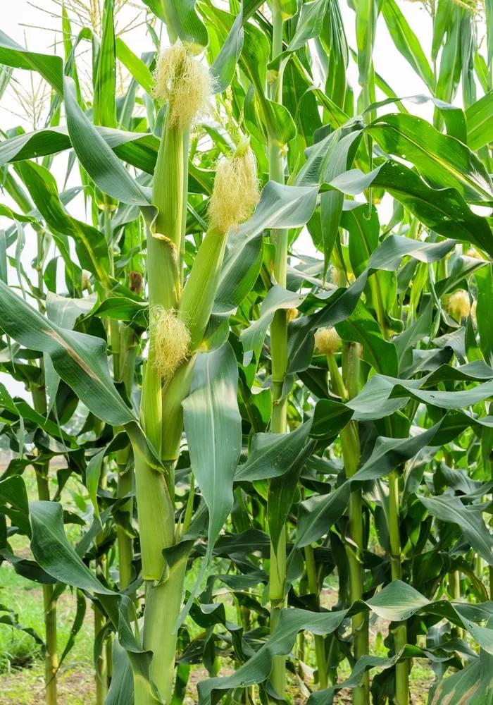 陕西农村的故事,农民与土地故事