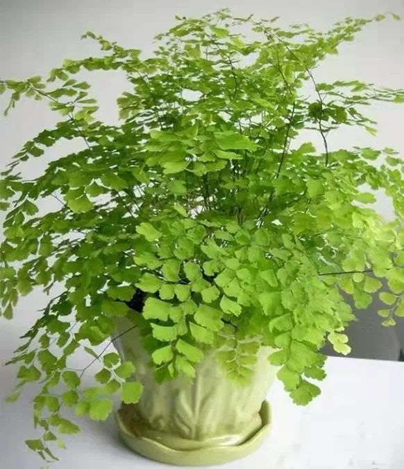 净化空气吸甲醛最好的植物排名,哪些植物对猫咪无毒又能吸附甲醛