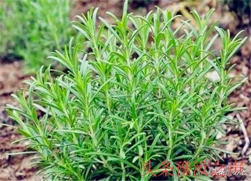 迷迭香商机,迷迭香种植成本及利润