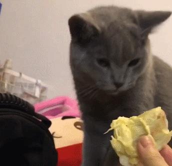 养英短猫费钱吗,养英短蓝猫靠谱吗