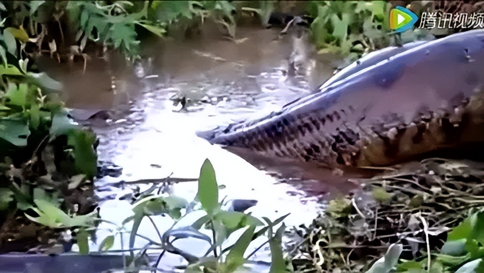 深潭巨蟒,深潭巨蟒大全