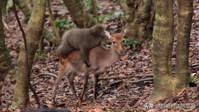 超级血液代表着什么,超级血液是啥