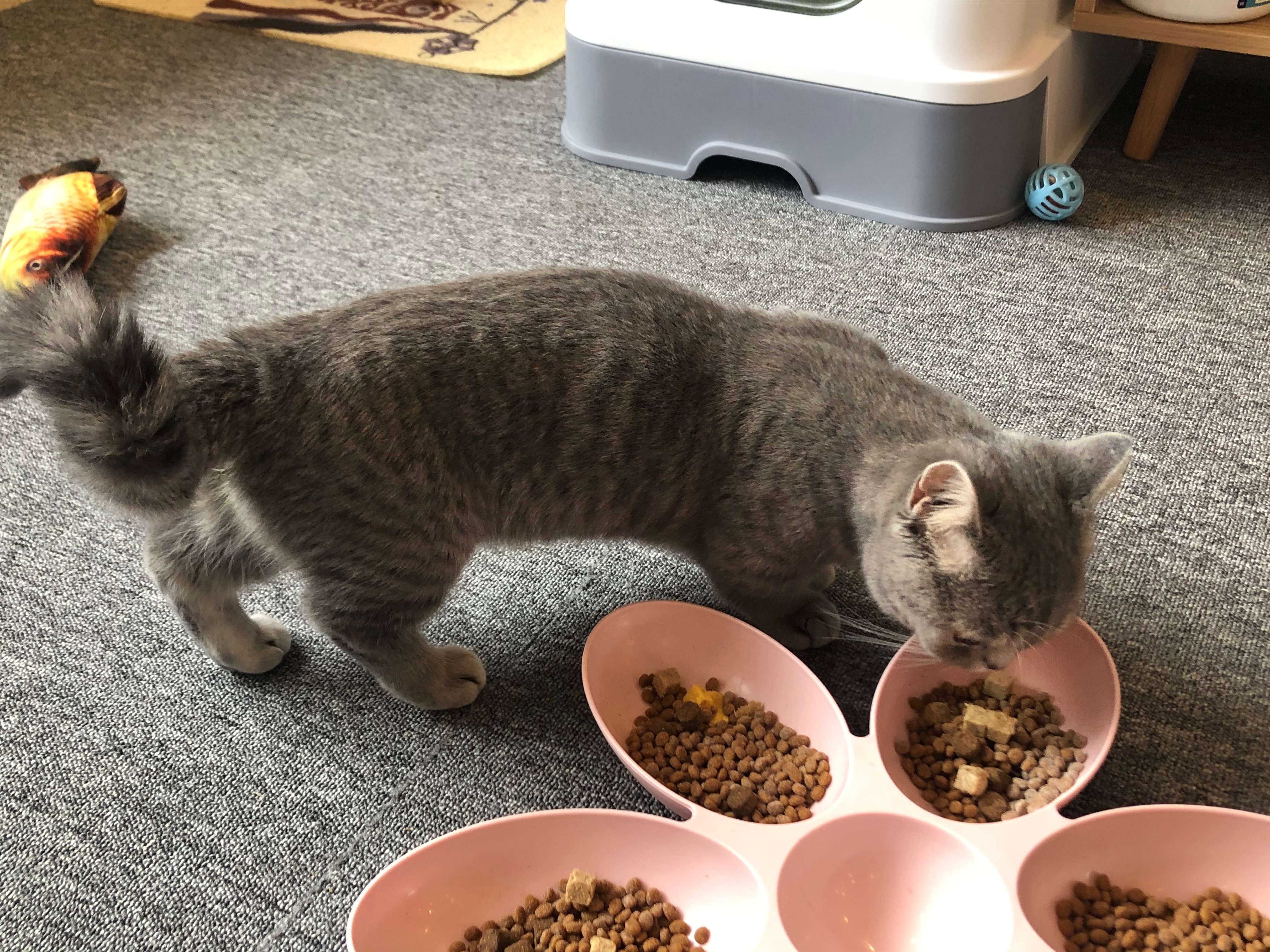 公猫咪绝育与不绝育,猫咪绝育前应该注意的是什么