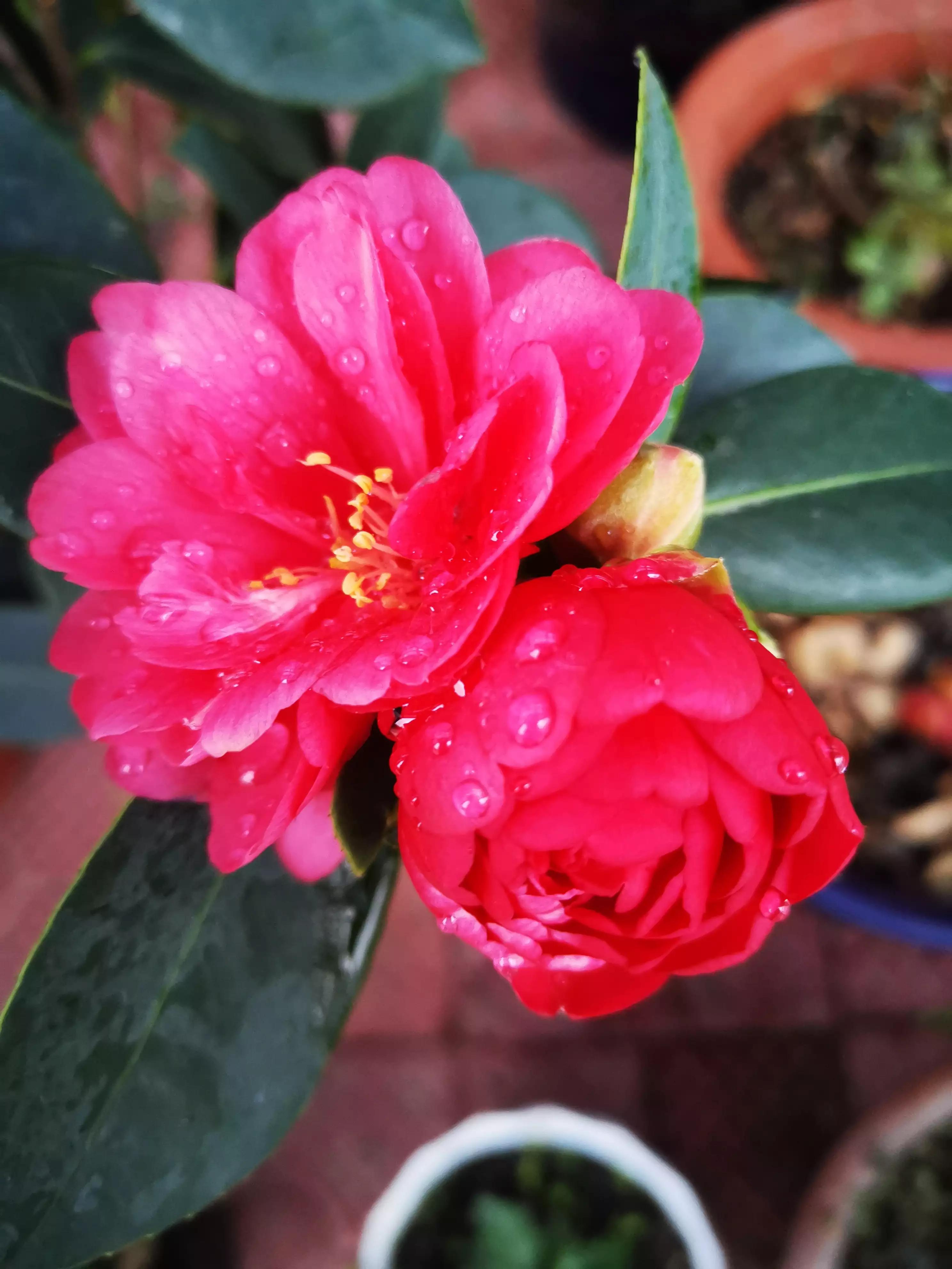 我的业余爱好介绍,我的业余爱好英语