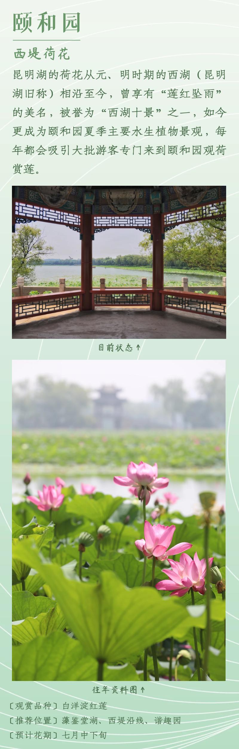 北京赏荷花最佳地点,北京赏荷花的公园