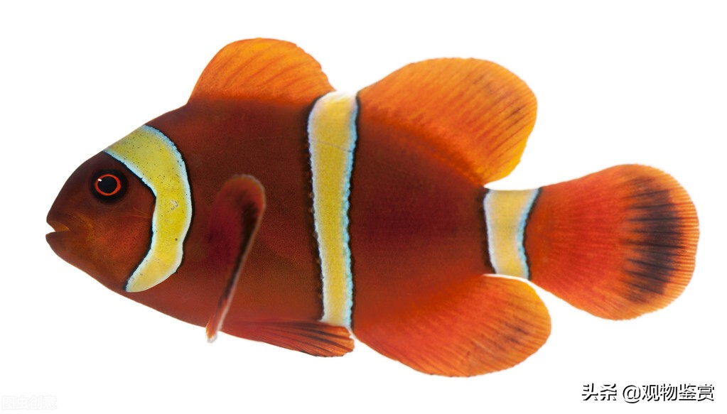 热带鱼为什么无缘无故死掉,热带鱼为什么生不下来就会死掉