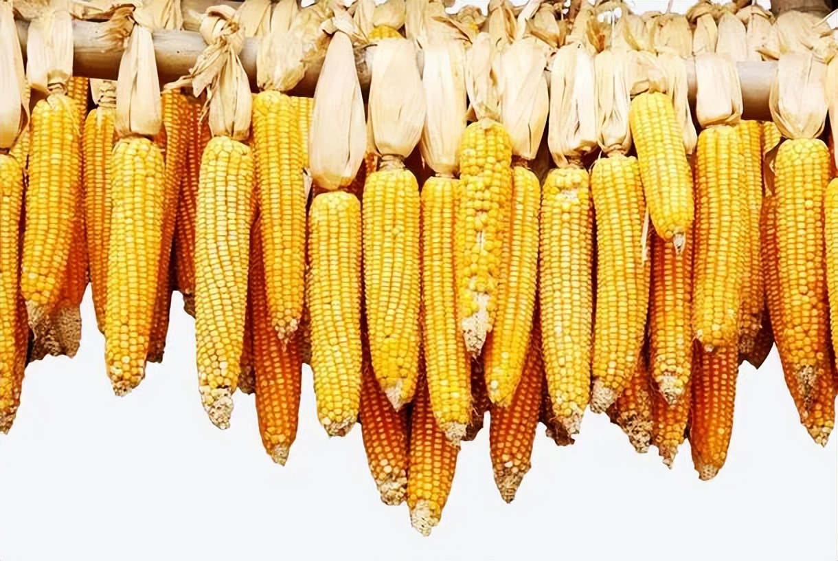 五谷杂粮食物图片大全大图,五谷杂粮图片大全大图真实