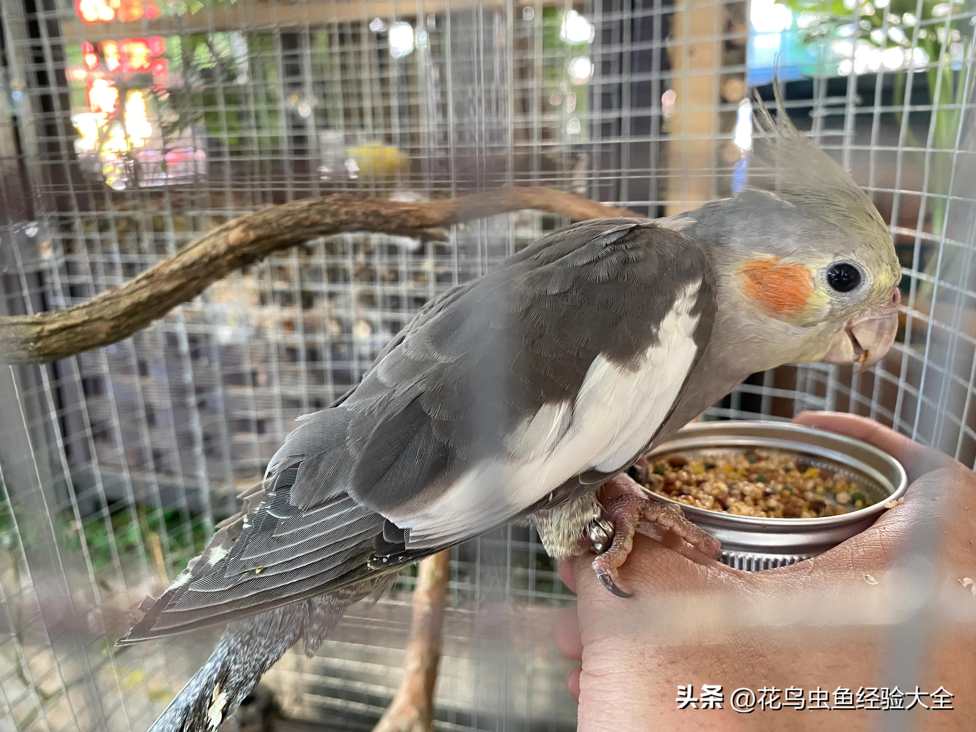 新手训玄凤鹦鹉的方法大全,虎皮鹦鹉跟玄凤鹦鹉怎么才能养熟