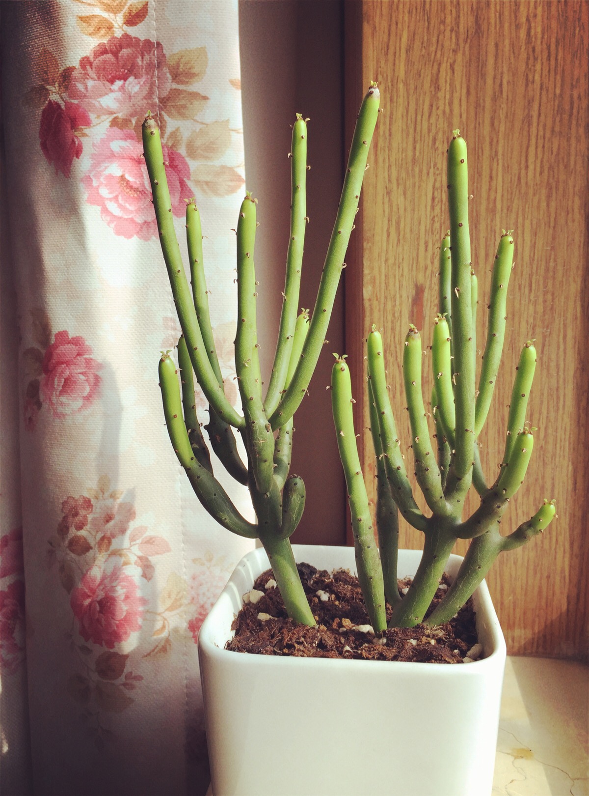 家庭客厅养什么花好看又旺财,客厅最吉祥的三种花