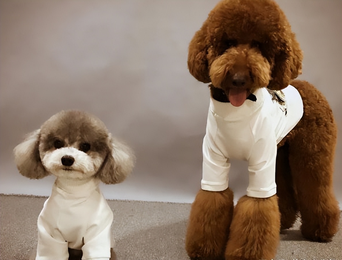 养狗首选这5种狗忠诚又好养,新手养狗适合养什么狗基础知识