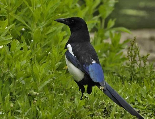 小区常见十种鸟,小区里黑色鸟一般是什么鸟