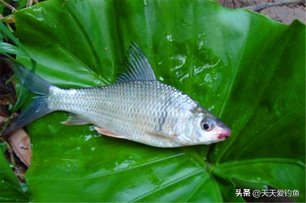 钓中下层的鱼该怎么调漂,钓嘴巴朝下的小鱼怎么调漂