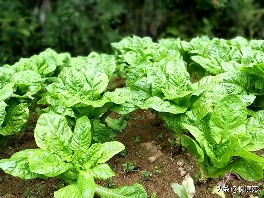 胡小燕竹笋视频,胡小燕摘花生视频