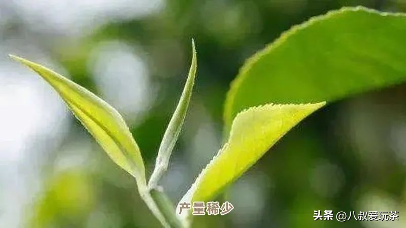 老班章为啥便宜,勐乐山49号老班章真的贵吗