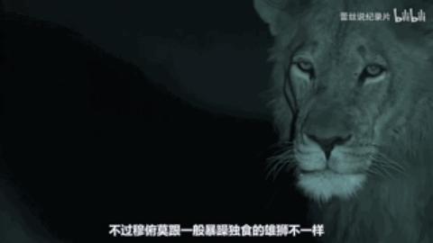 最疼爱小狮子的公狮,公狮爱母狮