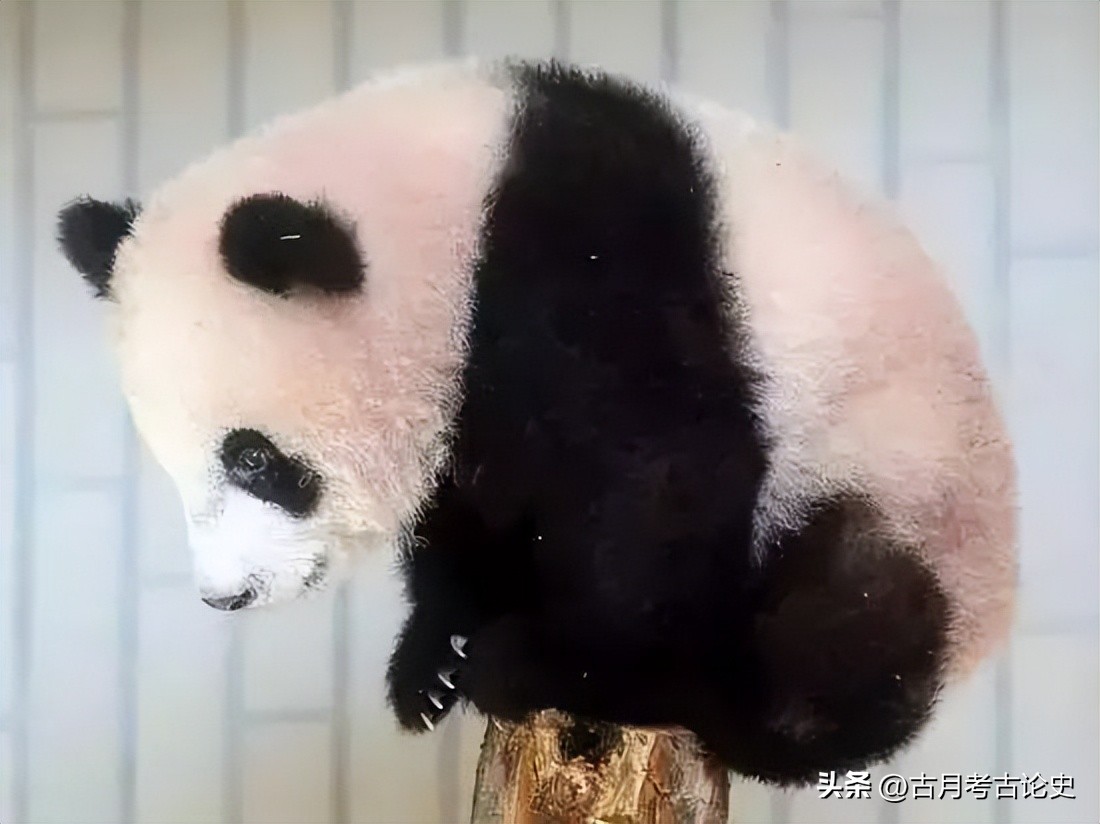 旅日大熊猫回国日本人反应,四只旅日大熊猫陆续归国