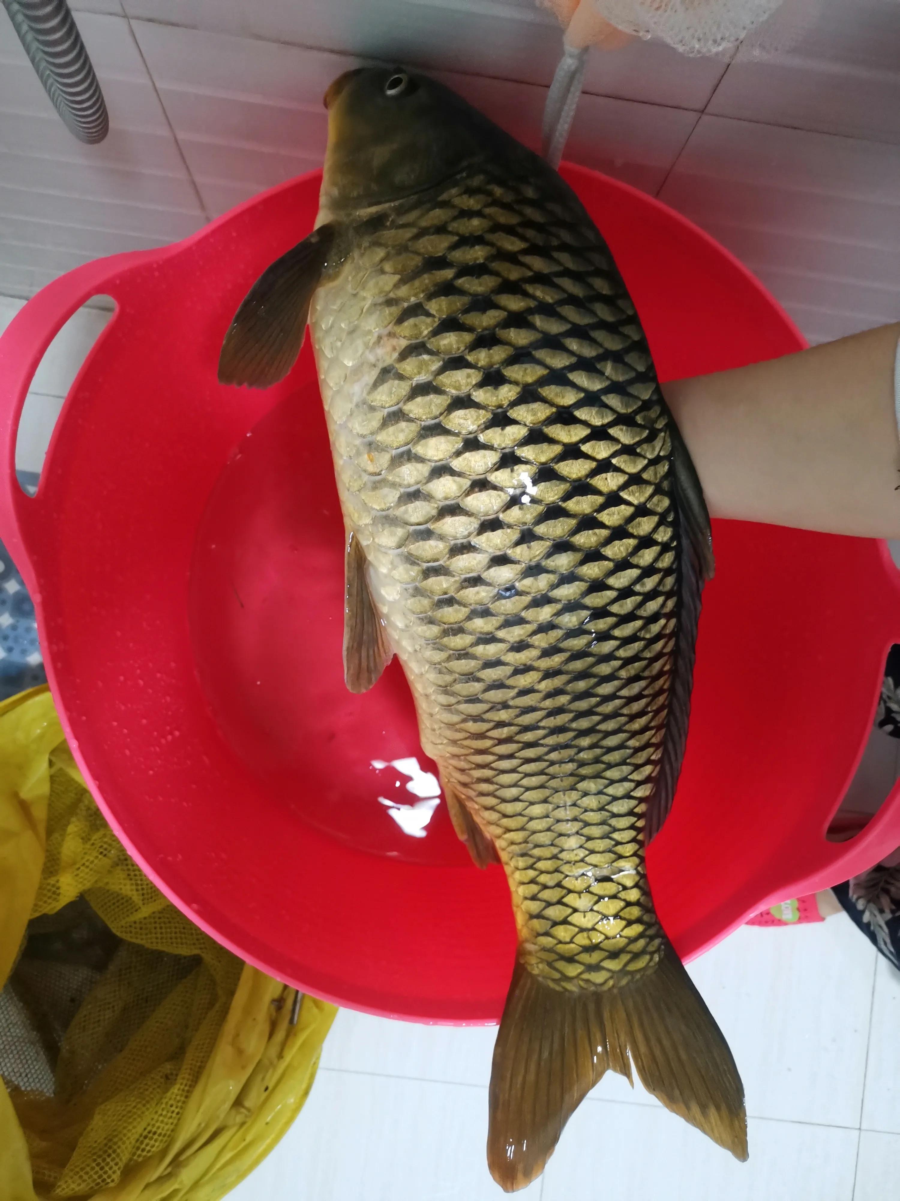 路亚小白钓鱼,新手小白路亚套装