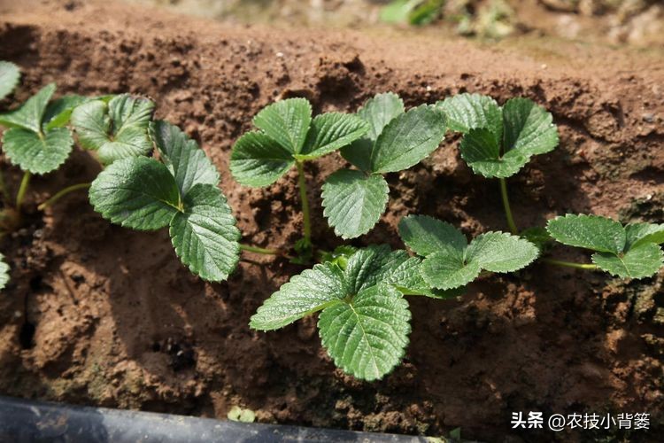草莓的种植方法不用营养土种草莓,种草莓如果草莓苗有根如何种植