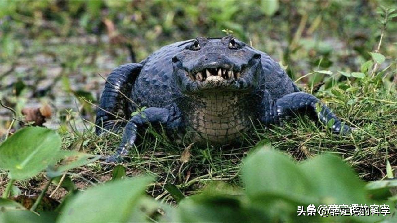 “绿色天堂”亚马逊雨林有多恐怖？其实是人类禁区