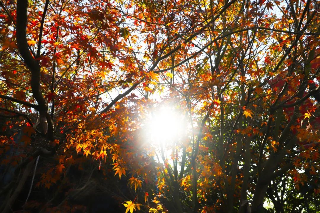 太湖西山岛冬季旅游攻略,苏州太湖西山岛有什么玩的