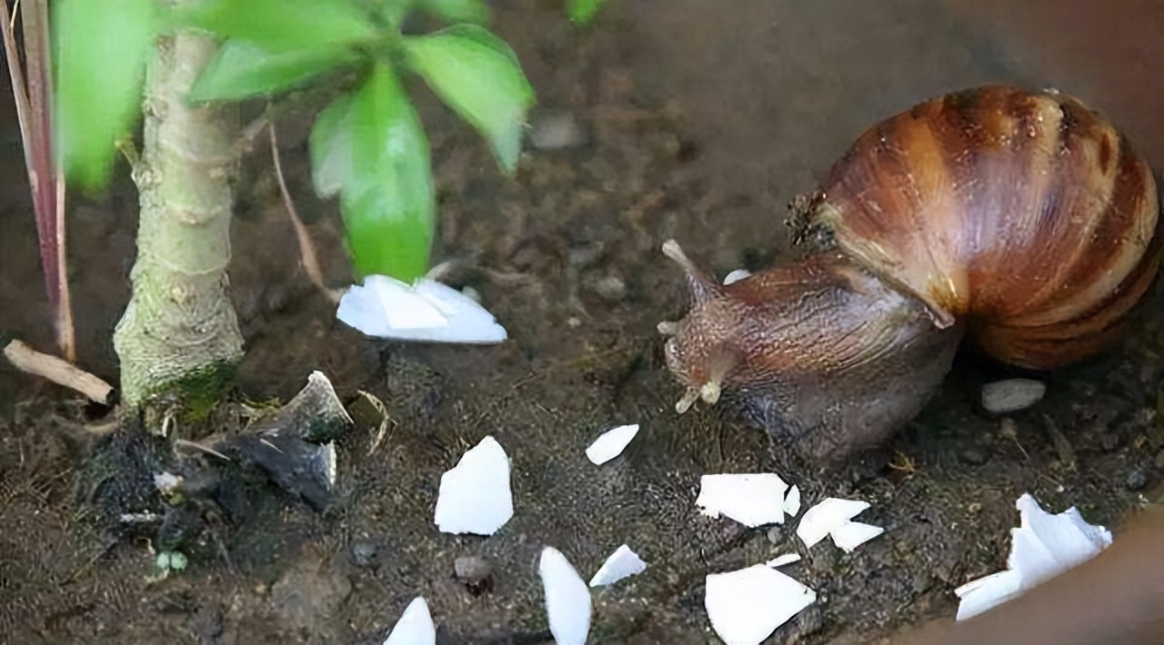 厨房里的养花神器,厨房适合养花的肥料