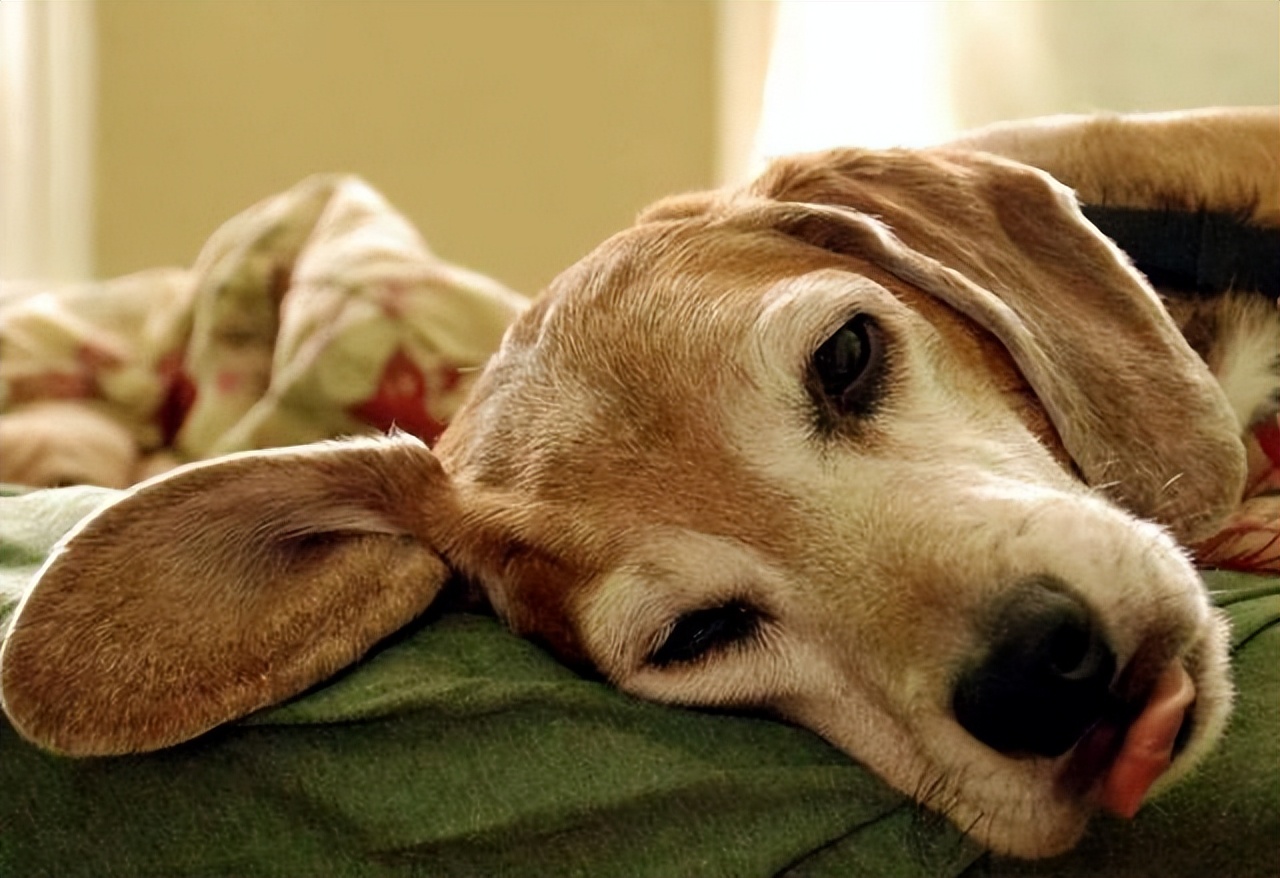 狗狗不拴绳怎么训练,狗狗胆小粘人怎么训练分离