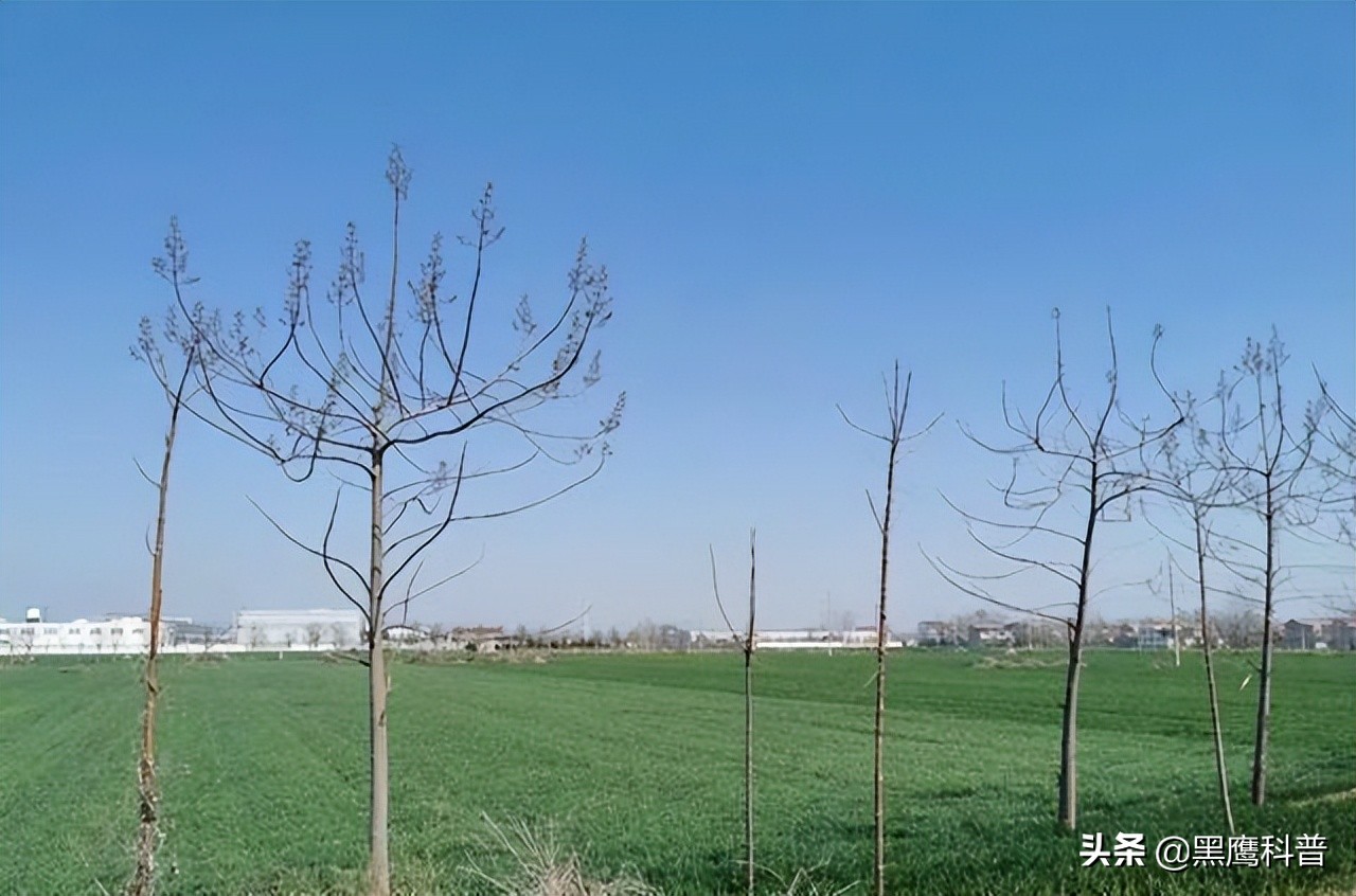 割青麦事件感想,割青麦做青饲料事件