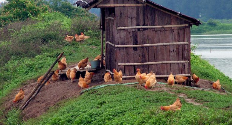 全喉切除术死亡率,传喉和传支治疗方案是一样的吗