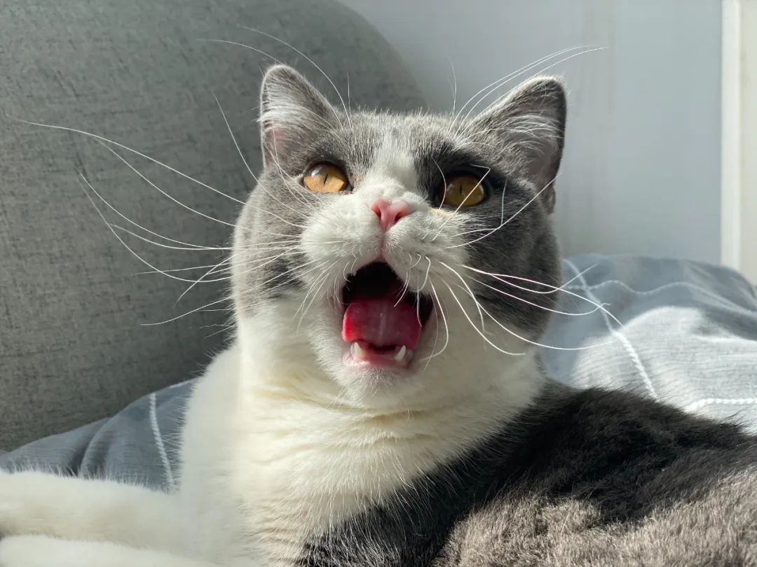 毛毛宠城堡新宠:登登|写给我的小猫咪