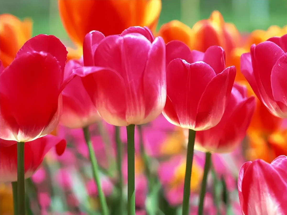 给女儿送花选什么花,给女朋友送花选什么样子的花