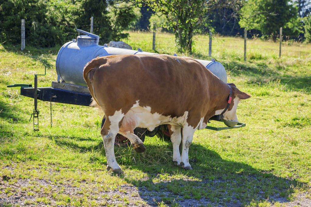 2023西门塔尔牛价行情,今日黄牛西门塔尔活牛价格
