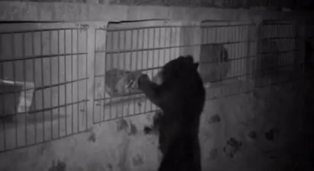 熊出没鸡西,黑龙江鸡西野生动物出没